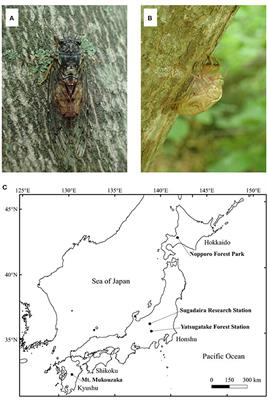 Efficient PCR Amplification Protocol of Nuclear Microsatellites for Exuviae-Derived DNA of Cicada, Yezoterpnosia nigricosta